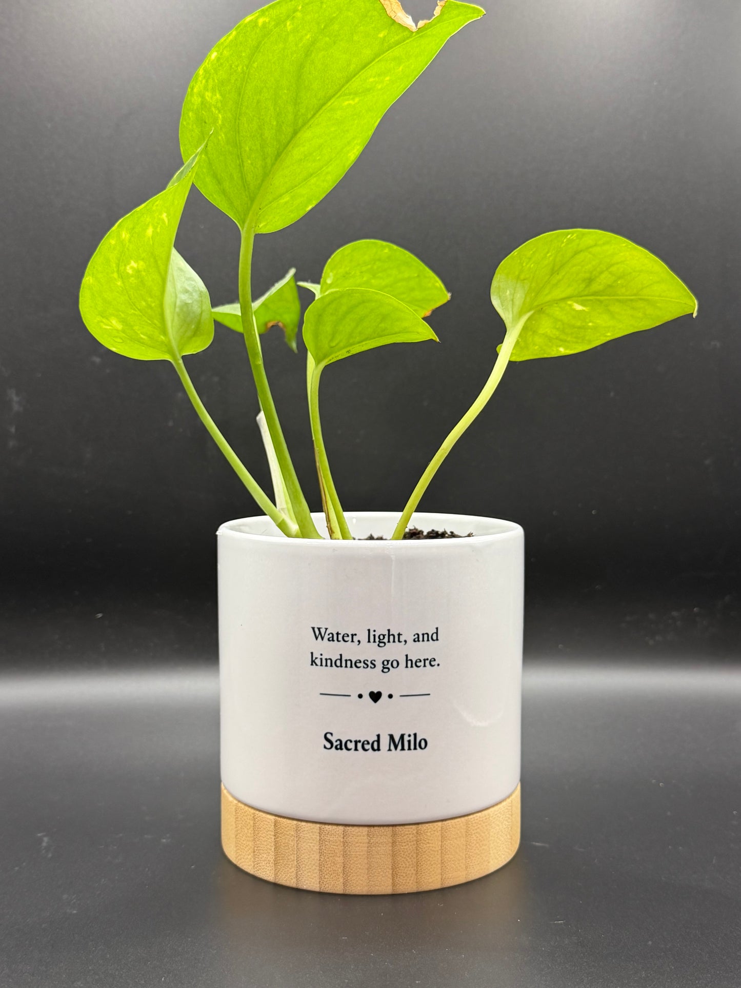 Personalized Pet Memorial Planter - Custom Name Living Tribute